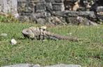 Iguanas, os atuais moradores das ruínas mayas de Tulum, no sul do México